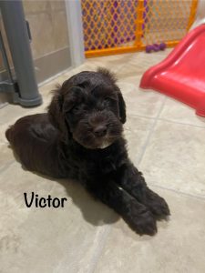 victor