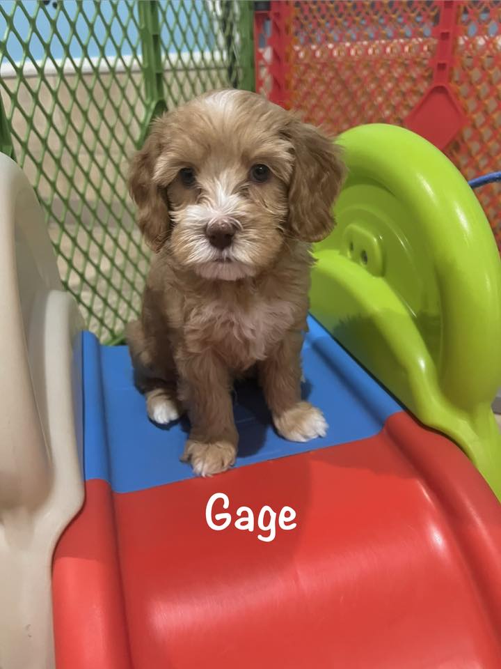 gage-12-31