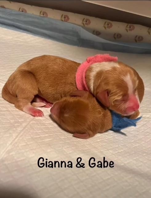 gianna and gabe