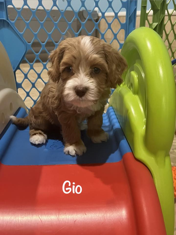 gio-