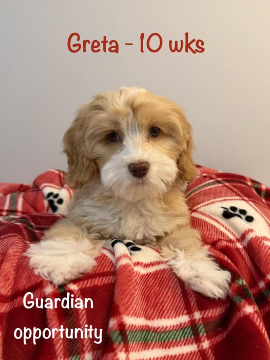 greta-10 weeks