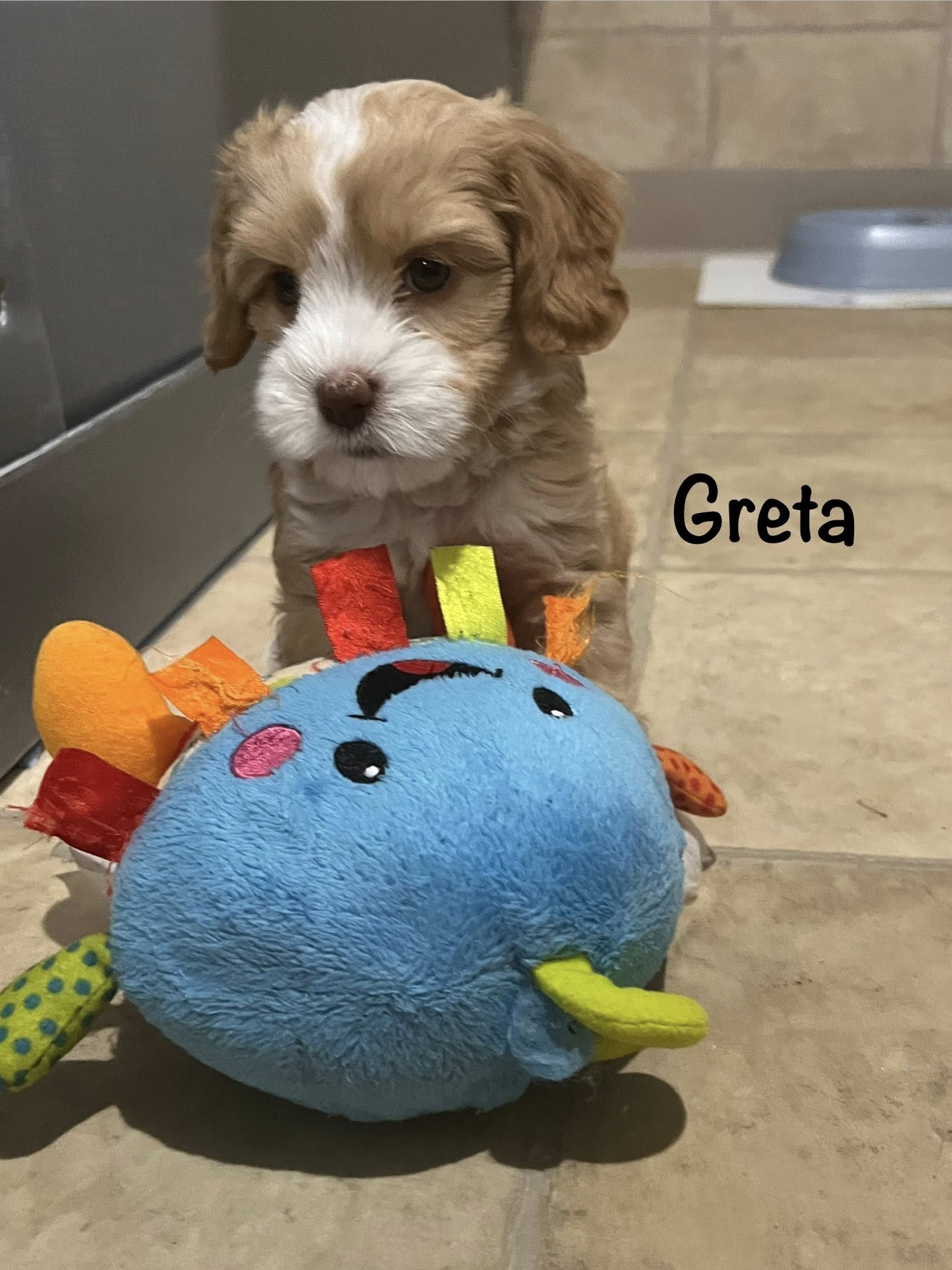 greta