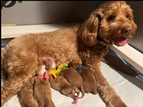 mama & pups