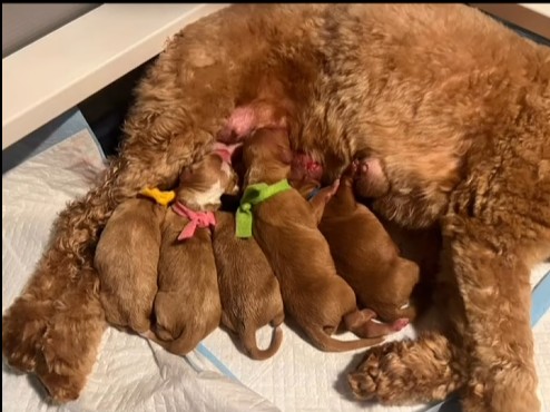 mama & pups2