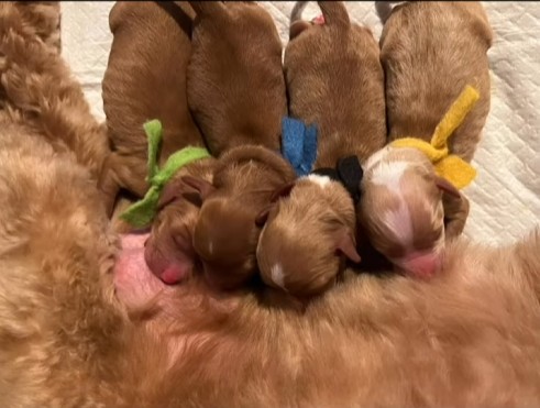 mama & pups4