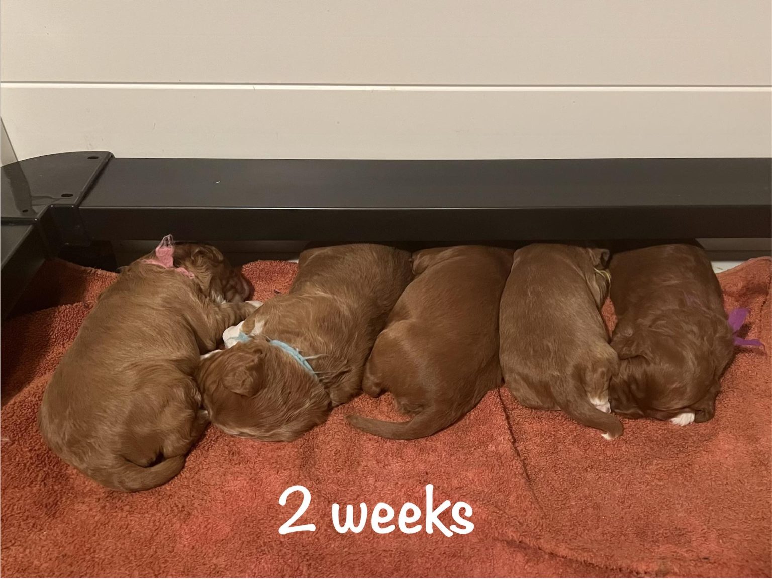 willow group 2 wks-jan-5