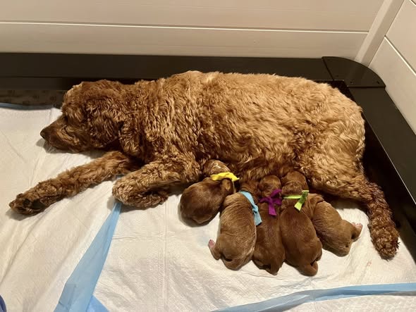 willow group newborn 12-24