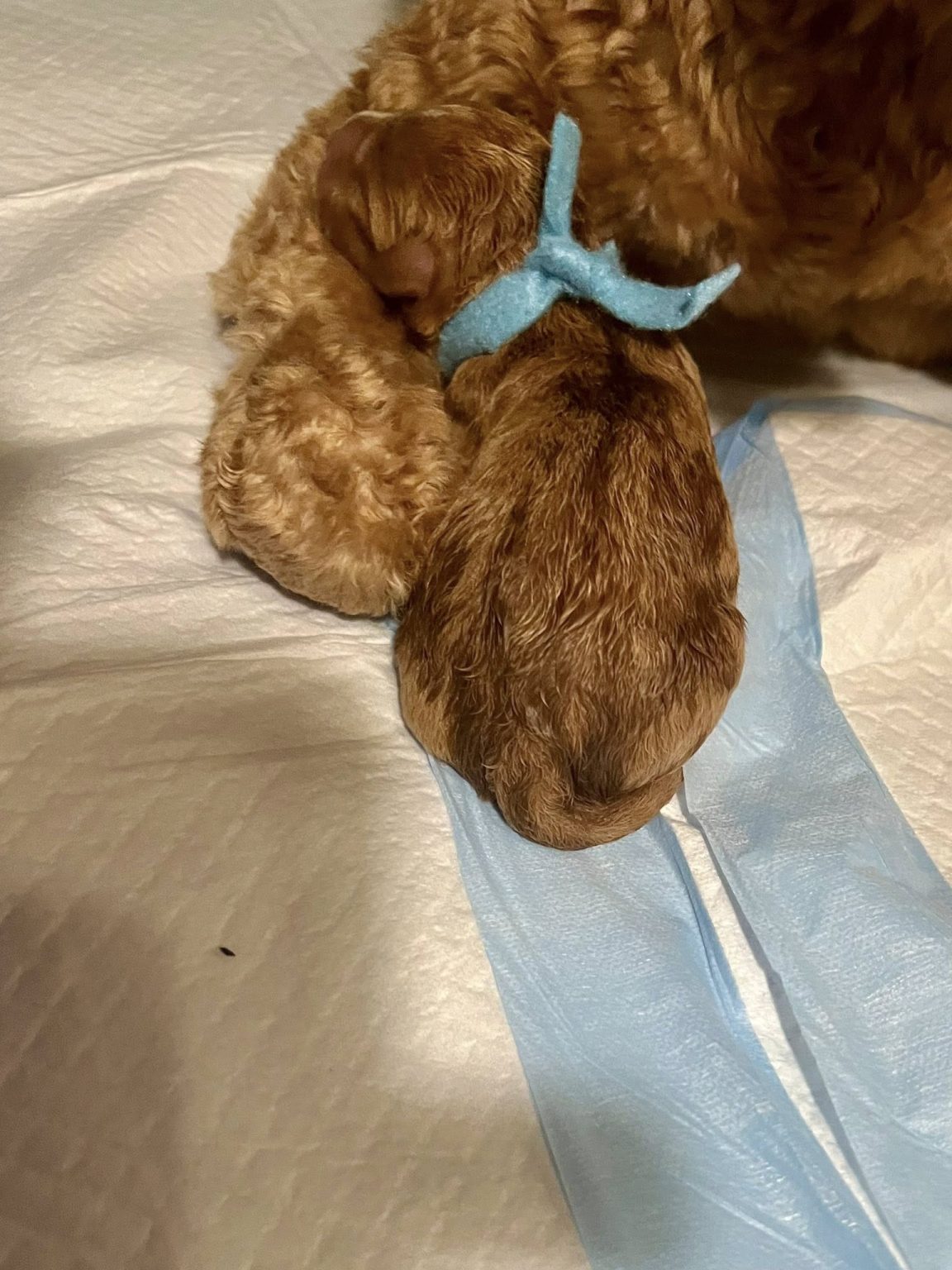 willow newborn 12-24b