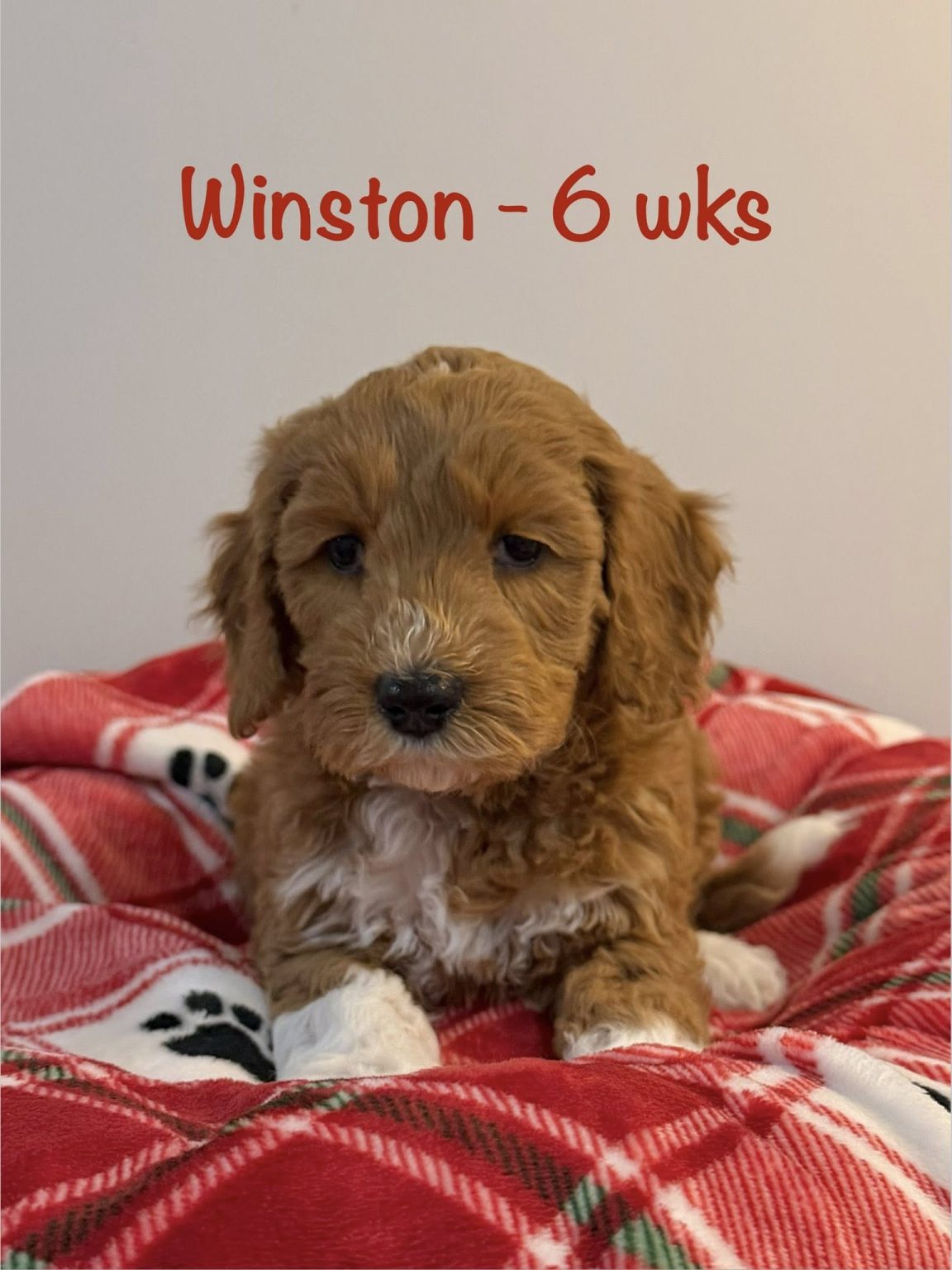 winston