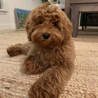 willow willow
