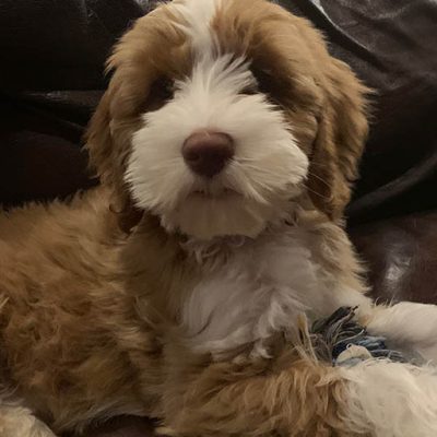 finn-couch.jpg finn-couch.jpg