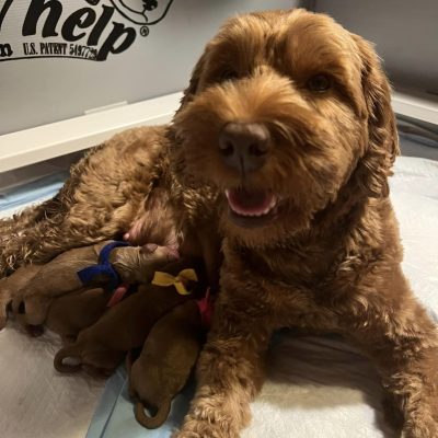 jessie with new puppies
